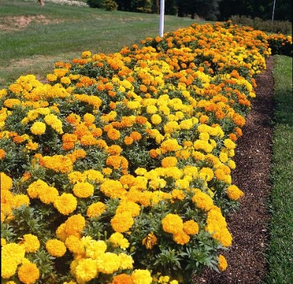 Picture of Marigold African - Crackerjack